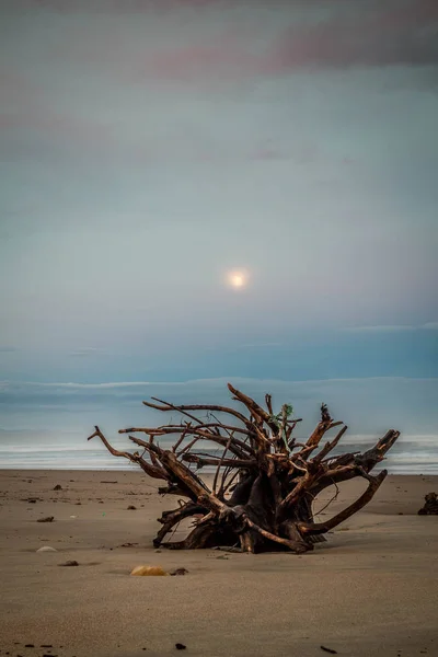 Trä vilar på stranden Stockbild