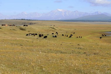 Moğol; Khuvsgul Gölü yakınlarındaki manzara