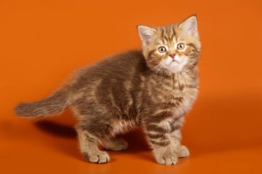 Renkli bir İskoç 'un stüdyo fotoğrafı.