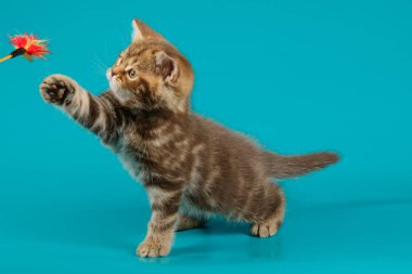 Renkli bir İskoç 'un stüdyo fotoğrafı.