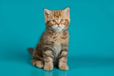 Renkli bir İskoç 'un stüdyo fotoğrafı.