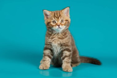 Renkli bir İskoç 'un stüdyo fotoğrafı.