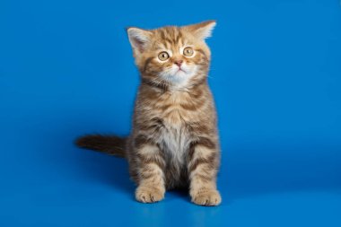 Renkli bir İskoç 'un stüdyo fotoğrafı.