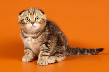 B renginde İskoç bir kedinin stüdyo fotoğrafçılığı.