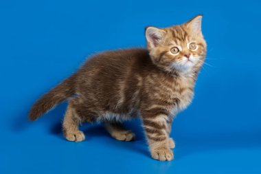 Renkli bir İskoç 'un stüdyo fotoğrafı.