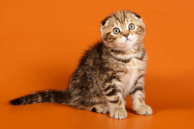 B renginde İskoç bir kedinin stüdyo fotoğrafçılığı.