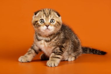 B renginde İskoç bir kedinin stüdyo fotoğrafçılığı.