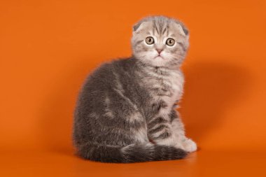 B renginde İskoç bir kedinin stüdyo fotoğrafçılığı.