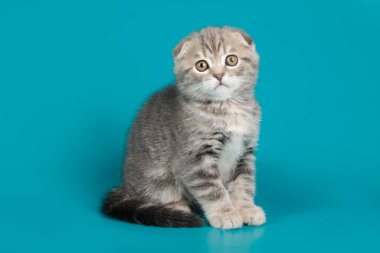 B renginde İskoç bir kedinin stüdyo fotoğrafçılığı.