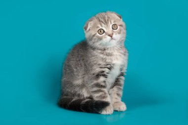 B renginde İskoç bir kedinin stüdyo fotoğrafçılığı.