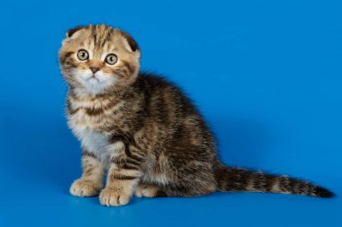 Bir İskoç düz longhair kedi renkli arka plan üzerinde fotoğraf stüdyosu