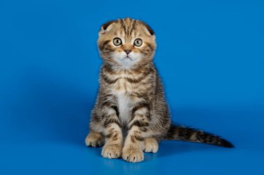 Bir İskoç düz longhair kedi renkli arka plan üzerinde fotoğraf stüdyosu