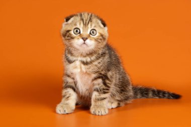 B renginde İskoç bir kedinin stüdyo fotoğrafçılığı.