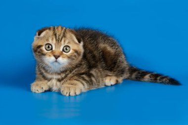 Bir İskoç düz longhair kedi renkli arka plan üzerinde fotoğraf stüdyosu