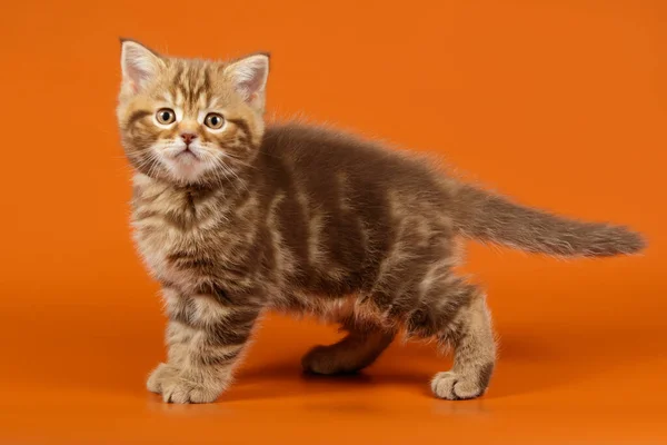 Fotografía de estudio de un gato escocés de taquigrafía recta en color — Foto de Stock
