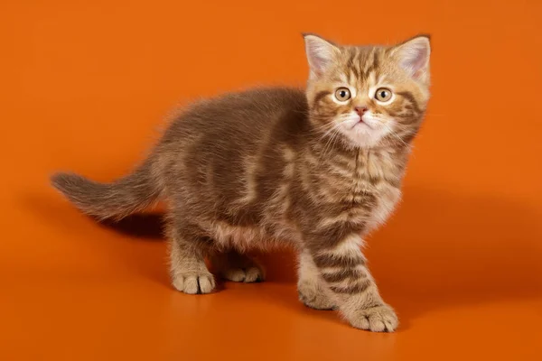 Fotografía de estudio de un gato escocés de taquigrafía recta en color —  Fotos de Stock