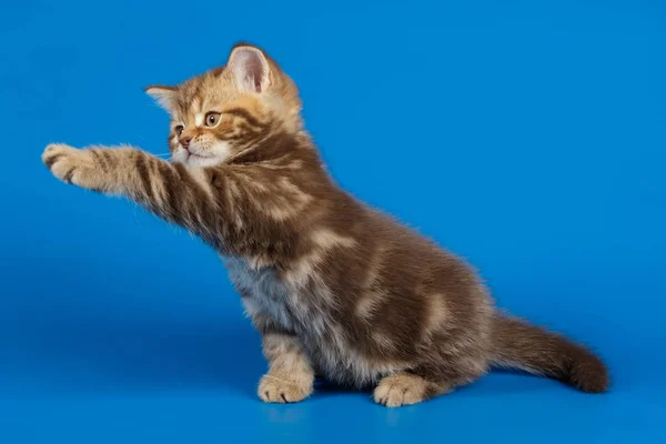 Studio fotografia szkockiego prostego kota na kolor — Zdjęcie stockowe