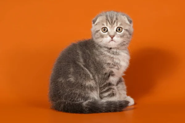 Studio photography of a scottish fold shorthair cat on colored b — Stock Photo, Image