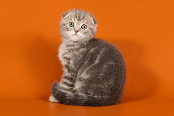 Studio photography of a scottish fold shorthair cat on colored b — Stock Photo, Image