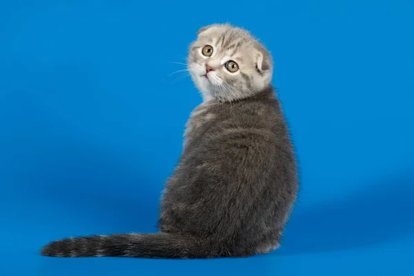 Studiové Fotografie Skotský Rovnou Dlouhosrsté Kočky Barevné Pozadí — Stock fotografie