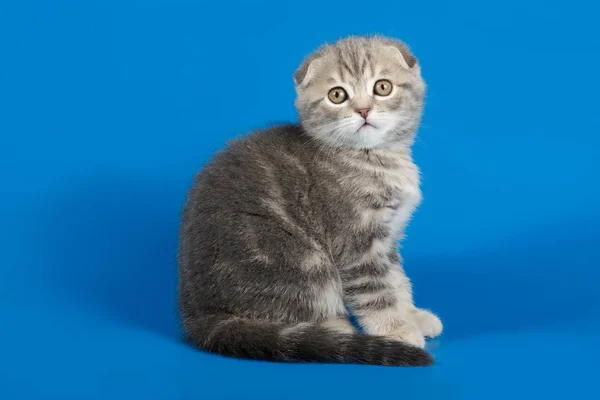 Fotografia Estúdio Gato Escocês Cabelo Longo Reto Fundos Coloridos — Fotografia de Stock