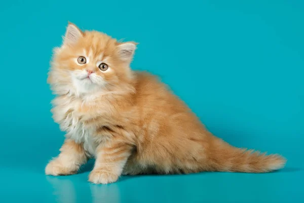 Studio photography of a scottish straight longhair cat on colore — Stock Photo, Image