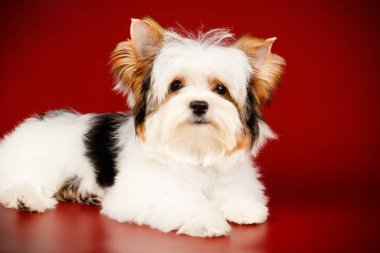 Renkli arka plan üzerinde Biewer Yorkshire korkunç