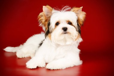 Renkli arka plan üzerinde Biewer Yorkshire korkunç