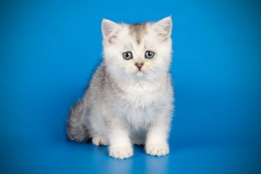 renkli arka plan üzerinde İskoç düz stenografi kedi