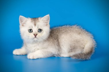 renkli arka plan üzerinde İskoç düz stenografi kedi