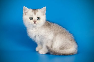 renkli arka plan üzerinde İskoç düz stenografi kedi