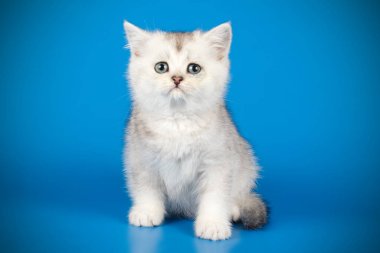 renkli arka plan üzerinde İskoç düz stenografi kedi