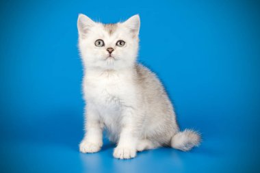 renkli arka plan üzerinde İskoç düz stenografi kedi