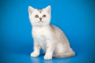 renkli arka plan üzerinde İskoç düz stenografi kedi