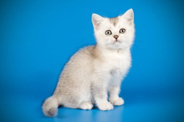 renkli arka plan üzerinde İskoç düz stenografi kedi