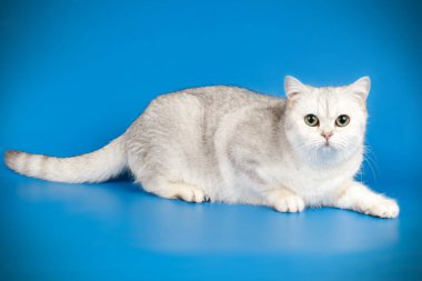 renkli arka plan üzerinde İskoç düz stenografi kedi