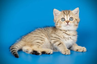 renkli arka plan üzerinde İskoç düz stenografi kedi