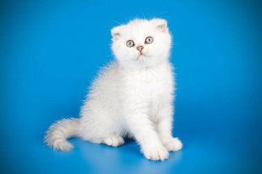 İskoç fold stenografi kedi renkli arka plan üzerinde