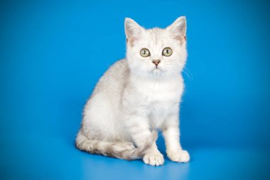 renkli arka plan üzerinde İskoç düz stenografi kedi