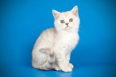 renkli arka plan üzerinde İskoç düz stenografi kedi