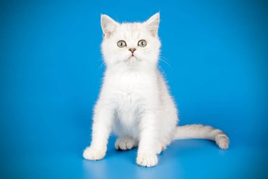 renkli arka plan üzerinde İskoç düz stenografi kedi