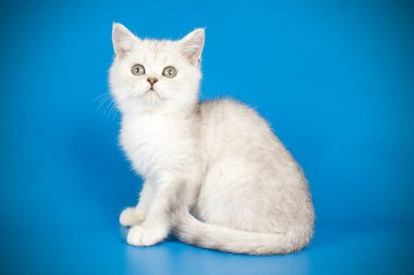 renkli arka plan üzerinde İskoç düz stenografi kedi