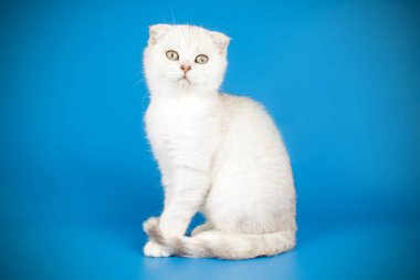 İskoç fold stenografi kedi renkli arka plan üzerinde