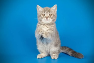 renkli arka plan üzerinde İskoç düz stenografi kedi