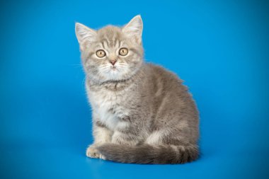 renkli arka plan üzerinde İskoç düz stenografi kedi