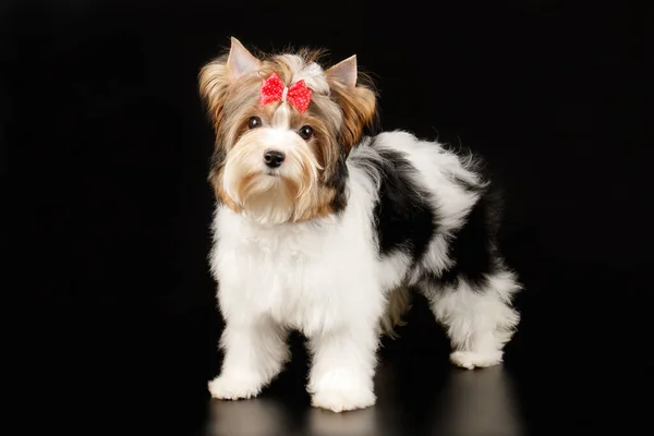 Biewer Yorkshire Terrier a színes hátterek — Stock Fotó