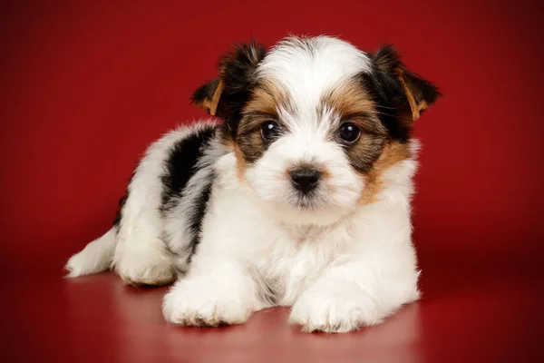 Biewer Yorkshire Terrier på färgad bakgrund — Stockfoto