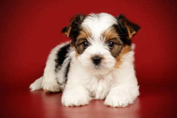 Biewer Yorkshire Terrier på färgad bakgrund — Stockfoto