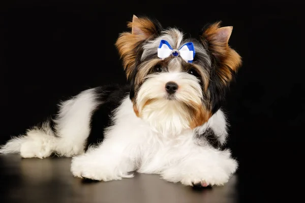 Biewer Yorkshire Terrier su sfondi colorati — Foto Stock