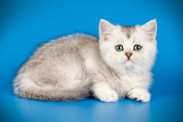 Scottish straight shorthair cat on colored backgrounds — Stock Photo, Image